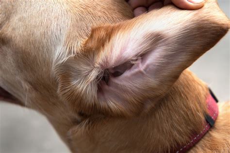 how to get rid of ear wax in dogs