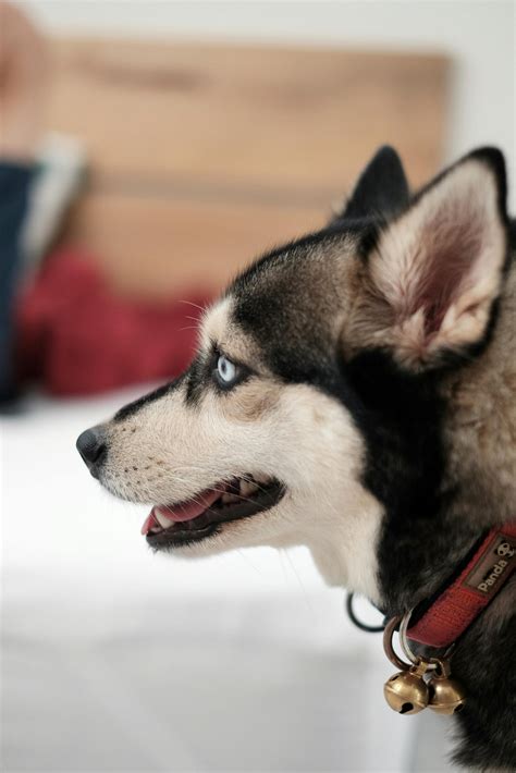 calupoh el perro lobo mexicano perroloboorg