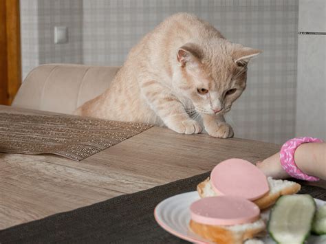 Сколько лет живут кошки и коты (домашние и уличные) — Таблица