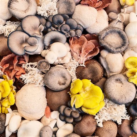 rare mushrooms types