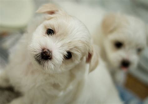 Maltese Puppy Pictures and Facts
