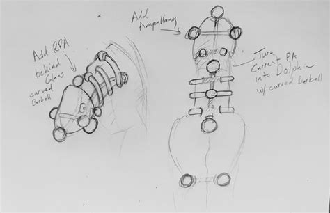 genital piercing diagram  piercing statistics