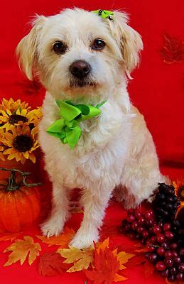 Irvine, CA - Wheaten Terrier/Border Terrier. Meet Luna a Pet for Adoption - AdoptaPet.com