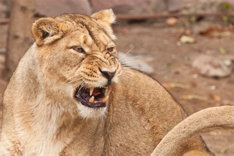 rage   rage psychology today