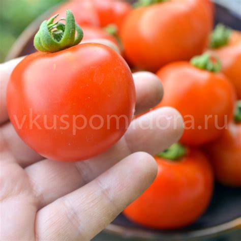 Купить семена томата сорт Казабалыкский суперранний