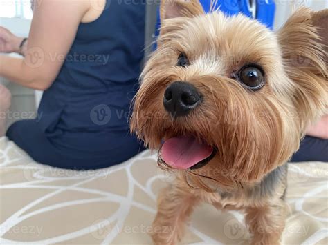 Small beautiful fluffy kind dog, home pet Yorkshire Terrier with a