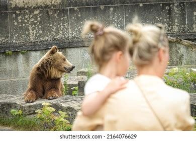 Bern Bear Park Bear Pit One Stock Photo 2164076629 | Shutterstock