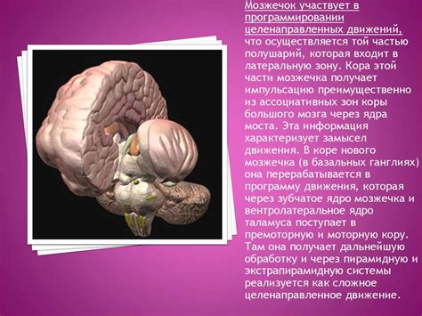 Функции мозжечка - презентация онлайн