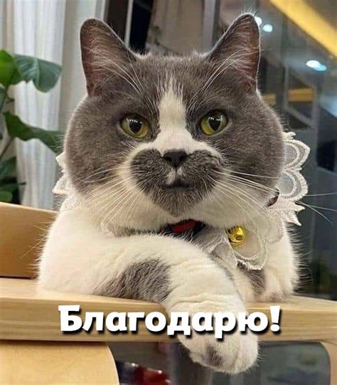 Картинки Спасибо - 53 красивых открыток бесплатно