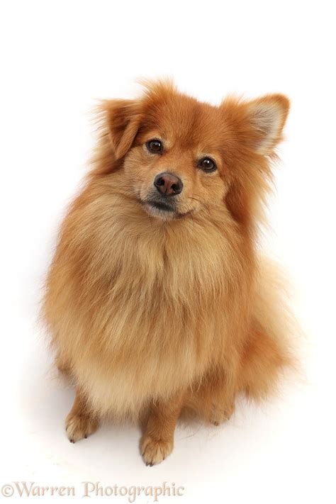 Pomeranian x Spitz dog, sitting looking up photo WP49675