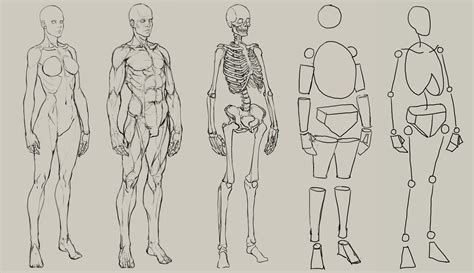 how to get better at drawing anatomy
