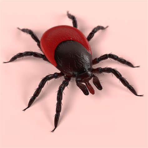 tick ixodes ricinus  ds