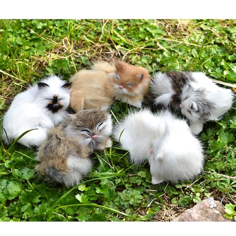Five Cuties 5 cute cats with different fur colors and patterns