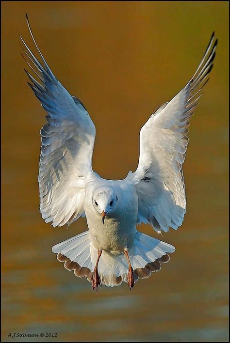 pin af isabel pa passaros aves birds oiseaux