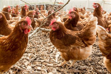 The latest global poultry developments - Poultry World