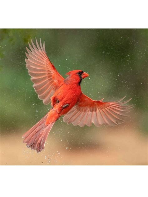 pin  ho yen  chim bird photography wild birds photography cute