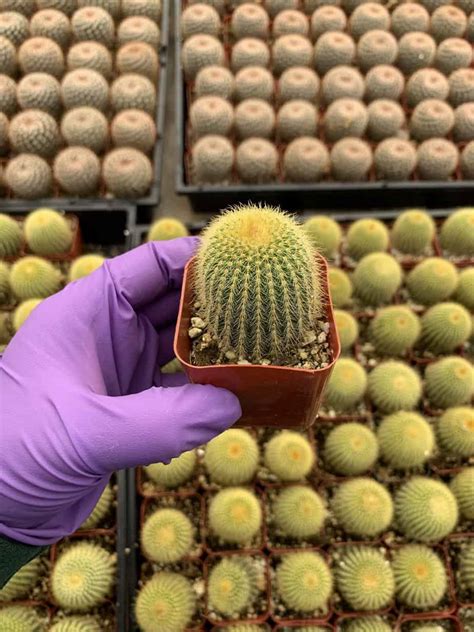 Parodia leninghausii | Plantly