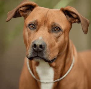 rhodesian ridgeback mixed  pitbull puppy price pictures