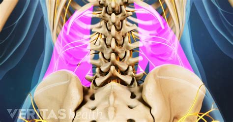 Lumbar Spine Anatomy Video