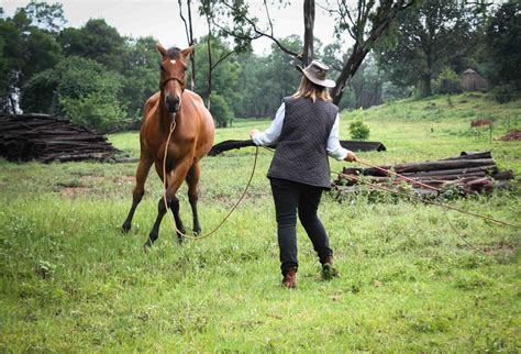 Natural Horsemanship - Home