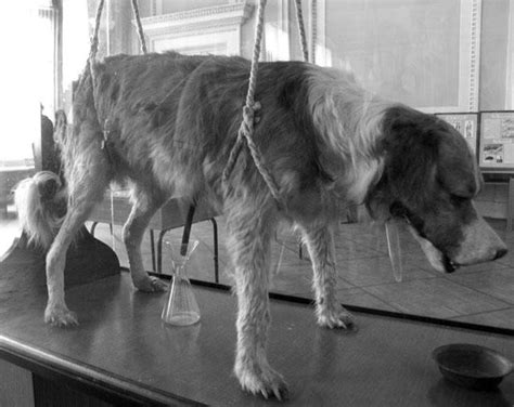 Садистские эксперименты над собаками в СССР — Save Animals | Спасите ...