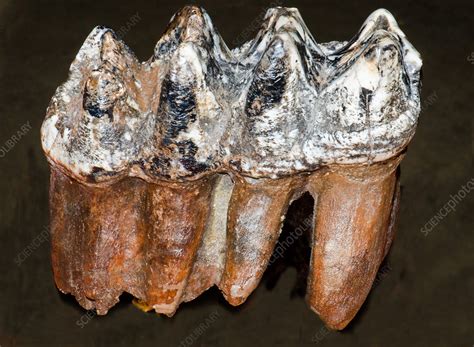Mastodon Teeth Fossil - Stock Image - C028/5724 - Science Photo Library