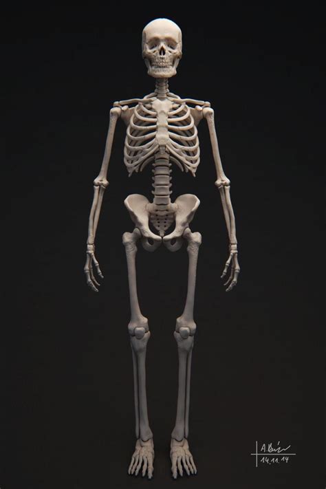 My grandmother in 1977 | Human skeleton 3d, Human skeleton, Skeleton