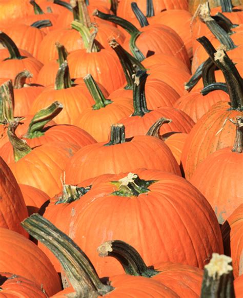 Pumpkins: Photos From Around the Cape - CapeCod.com