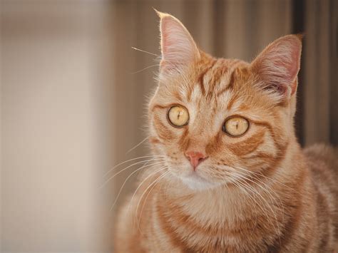 Морды рыжих котов - картинки и фото koshka.top