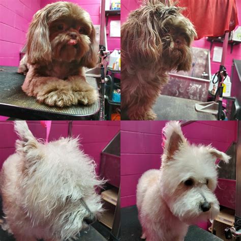 Dog Grooming Services in Chicago, IL | Pet Care Providers in Chicago