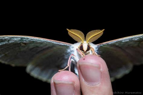 オオミズアオの特徴や見分け方！幼虫も写真で紹介！ | 虫の写真と生態なら昆虫写真図鑑「ムシミル」