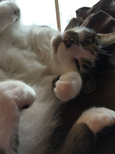 Beautiful Cats, Anastasia, Sisters, Animals, Pretty Cats, Animales ...