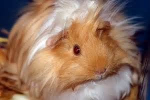 Cavia informatie | Dierenkliniek Ter Gouwe