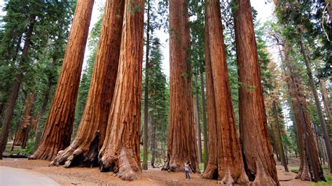visit sequoia national park   sequoia national park tourism