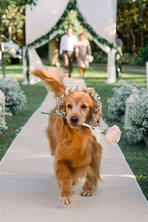 This Couple Trained Their Dogs To Be Part of Their Entourage! | Dream ...