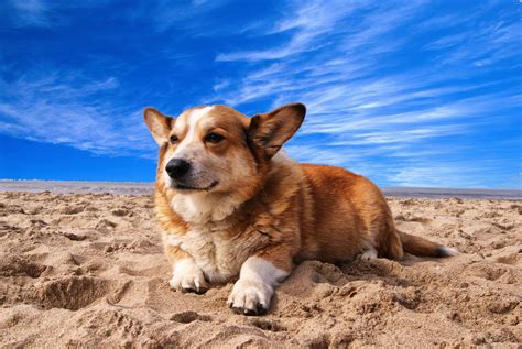 Cute Corgi Computer Wallpapers - Wallpaper Cave