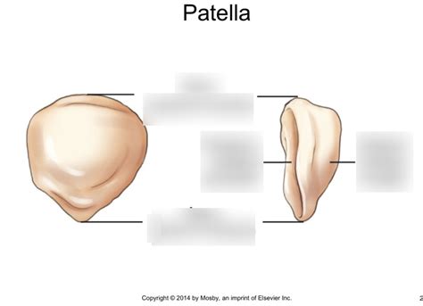 chapter  patella diagram quizlet