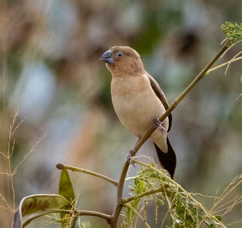 African Silverbill - Owen Deutsch Photography