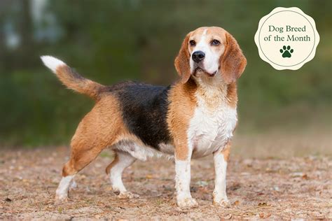 Beagle Dog Hunting