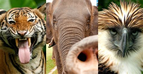 endangered species  southeast asia