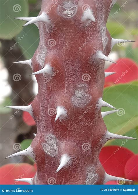 batang tanaman bunga nature tree stock photo image  tanaman tree
