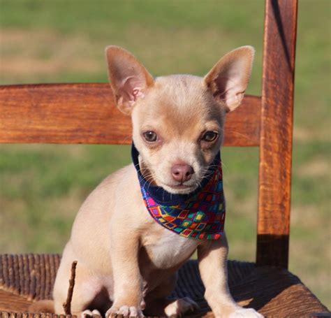 Chihuahua Dogs For Adoption Near Me
