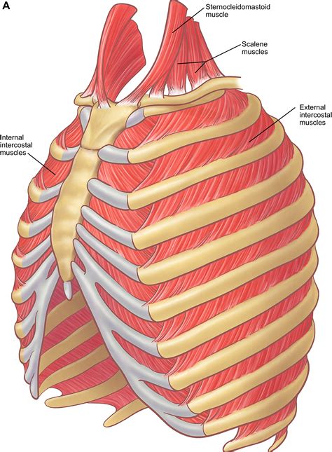 Ribs Anatomy Landmarks at Holly Standley blog