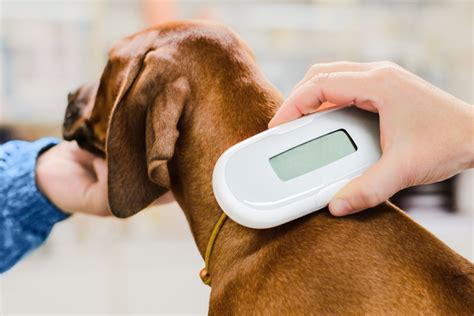 Pet Microchip Details: How To Update | Paws at Prospect Vet