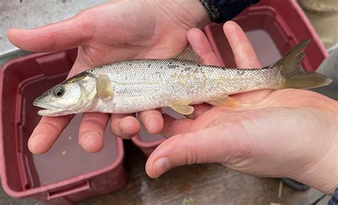 Northern Pikeminnow | Oregon Sea Grant | Oregon State University