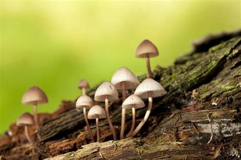 Psilocybe pelliculosa stock image. Image of trunk, white - 36075455