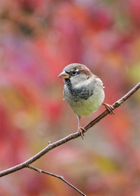 Help The Sparrows — WOMAN'S WAY