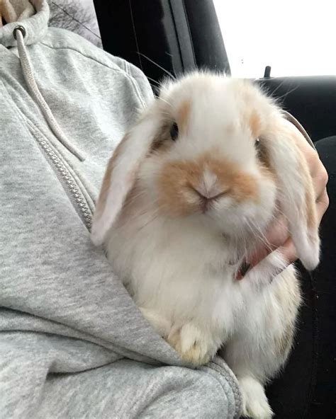 funny animal jelly cats 3