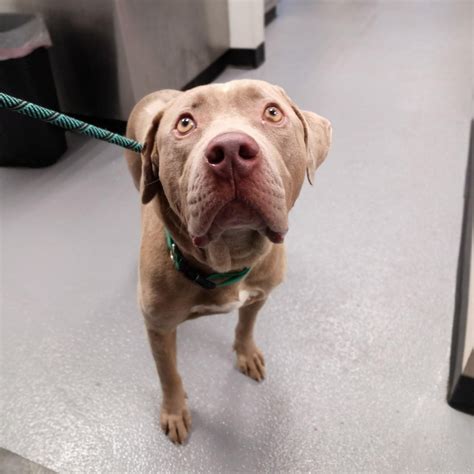 chew animal clinic 7