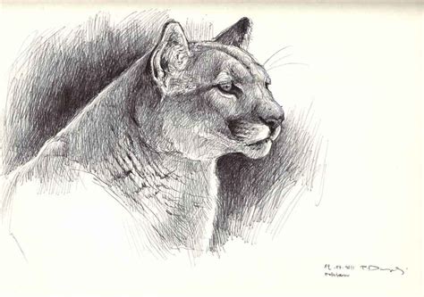 Mammal sketches in black & white
